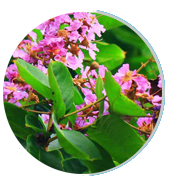 HepatoBurn Ingredients