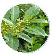 HepatoBurn Ingredients
